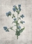 Picture of BLUE BOTANICAL 4