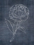 Picture of WHITE PEONY ON NAVY 1