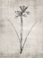 Picture of SEPIA BOTANICAL 2