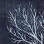 Picture of SEAWEED 1