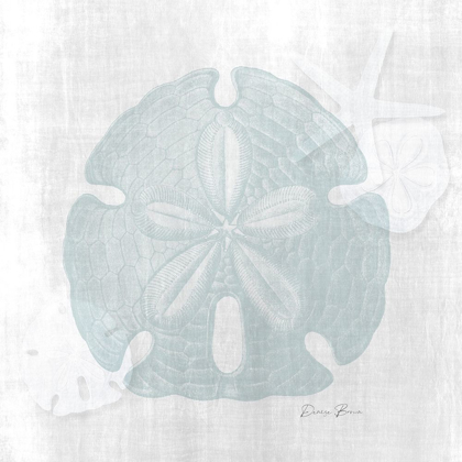 Picture of SAND DOLLAR 1