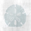 Picture of SAND DOLLAR 1