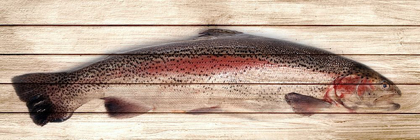 Picture of TROUT 1