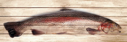 Picture of TROUT 1