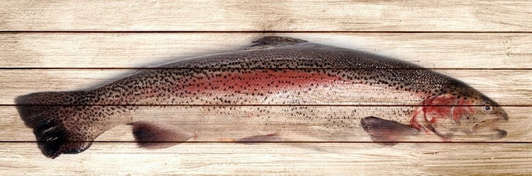 Picture of TROUT 1