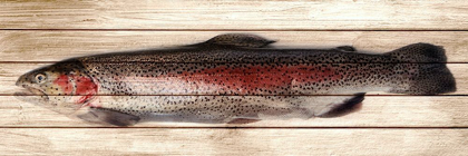 Picture of TROUT 2