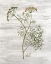 Picture of FRESH CUT HERBS 1