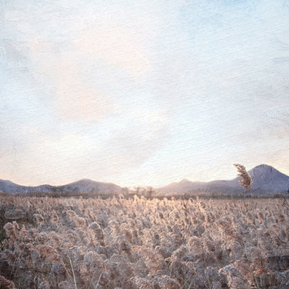 Picture of FIELD