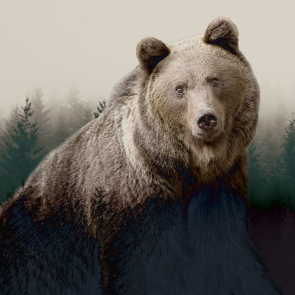 Picture of FOREST BEAR