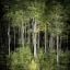 Picture of FOREST GREEN BIRCHES