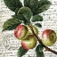 Picture of FRUIT PICKING 3