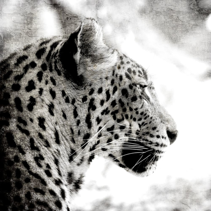 Picture of LEOPARD GAZE