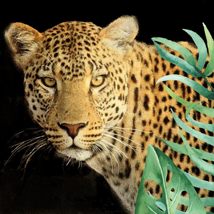 Picture of WILD 2