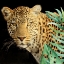 Picture of WILD 2