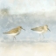 Picture of SANDPIPER BEACH