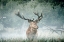 Picture of FRIEND OF THE FOREST