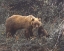 Picture of MOMMA BEAR