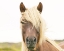 Picture of PRETTY HORSE