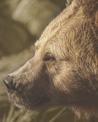 Picture of STARE DOWN BEAR
