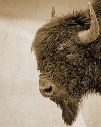 Picture of TEXTURED BISON