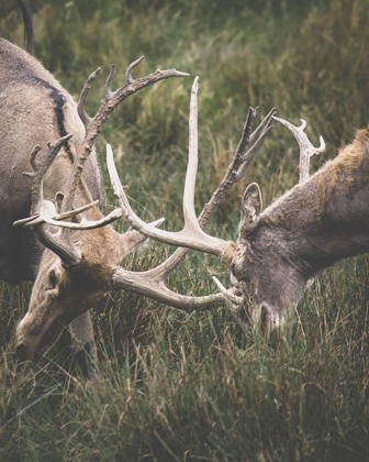 Picture of THE FIGHT