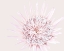 Picture of PINK PROTEA