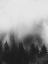 Picture of TREES AND SMOKE