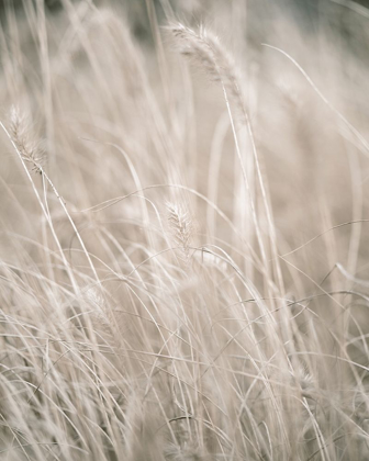 Picture of PALE GRASS