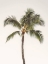 Picture of ROSY PALM TREE