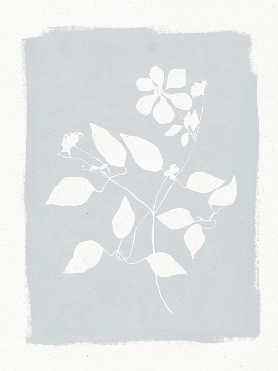 Picture of PRESSED DAISIES