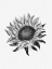 Picture of SUNFLOWER