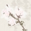 Picture of COTTON BOLL 2