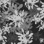 Picture of FOLLIAGE DARK 1