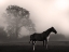 Picture of WANDERING HORSE 3