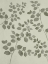 Picture of BOTANICAL PATTERN