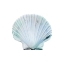 Picture of SEASIDE SHELL 1