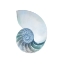 Picture of SEASIDE SHELL 4