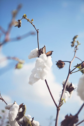 Picture of COTTON FIELDS