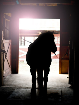 Picture of HORSE SILHOUETTE