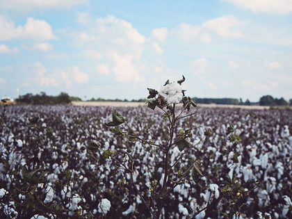 Picture of HEAVY COTTON FIELD