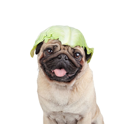 Picture of CABBAGE