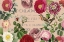Picture of DUSTY ROSE