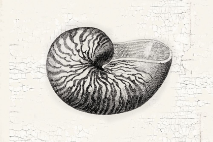 Picture of SHELL