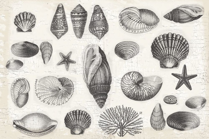 Picture of SHELL COLLAGE