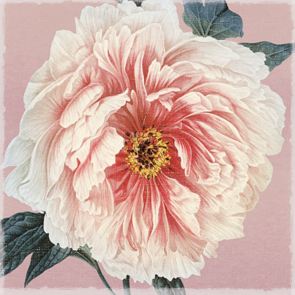 Picture of SPRING EDEN PEONY