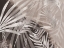 Picture of GLAM LEAVES NEUTRAL TONES 3