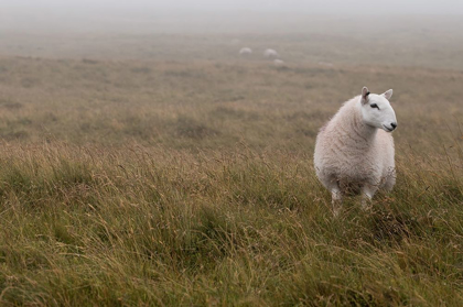 Picture of A SHEEP STANDING ON GRASS IN MIST