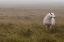 Picture of A SHEEP STANDING ON GRASS IN MIST