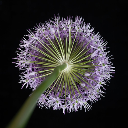 Picture of PURPLE ALLIUM FLOWER-CLOSE-UP