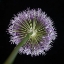 Picture of PURPLE ALLIUM FLOWER-CLOSE-UP